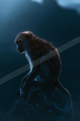 Monkey.