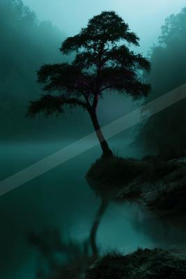 A mysterious high contrast water scene of a pond, reflection.