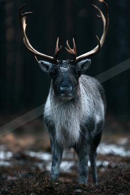 A moody wildlife photo of deer.