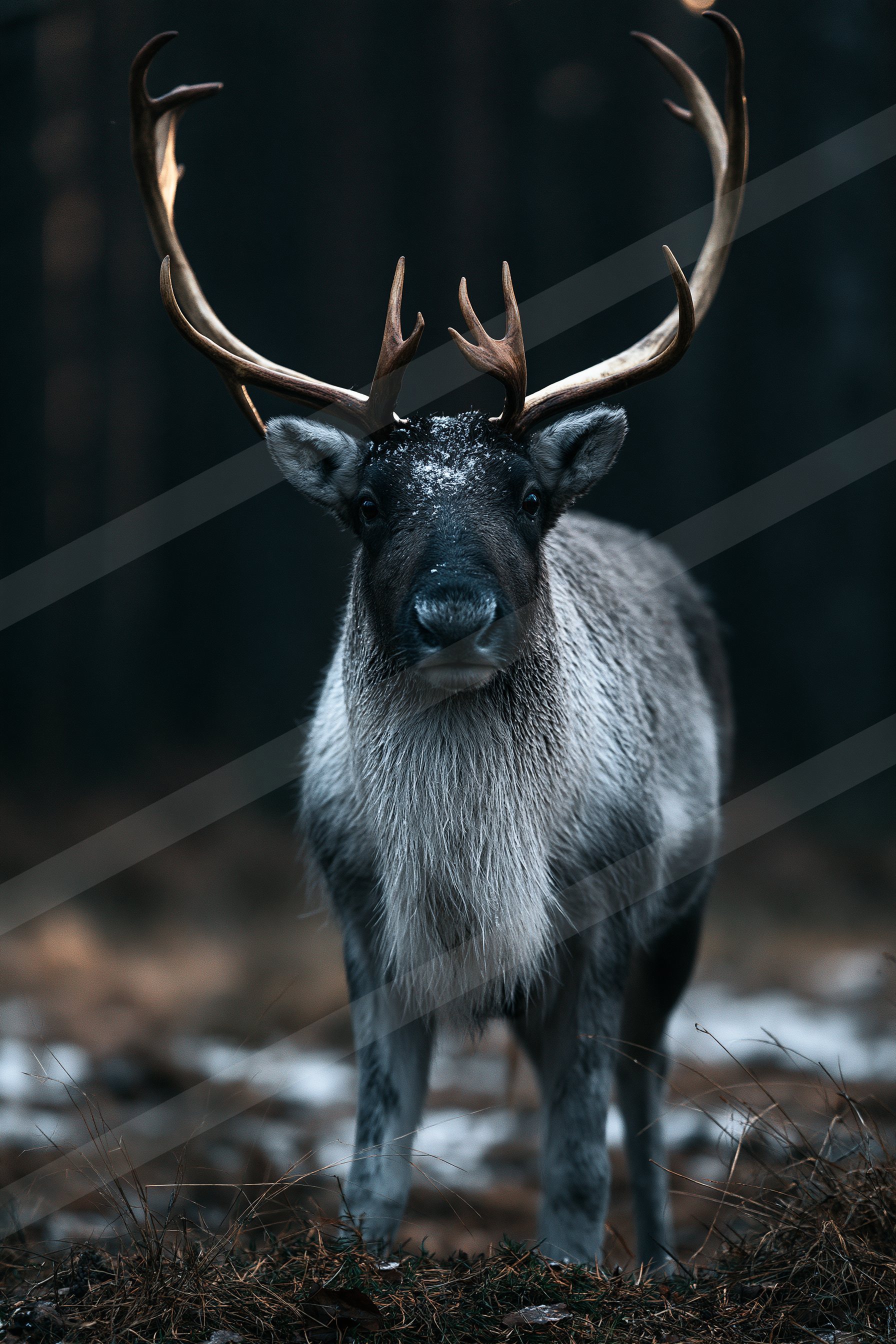 A reindeer with large, snow-covered antlers stands prominently against the dark backdrop of a forest. Its fur is thick and gray, blending into the wintry scene.