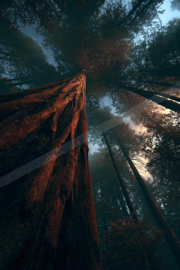A dramatic nature scene of forest, trees, fog.