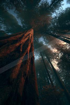 A dramatic nature scene of forest, trees, fog.
