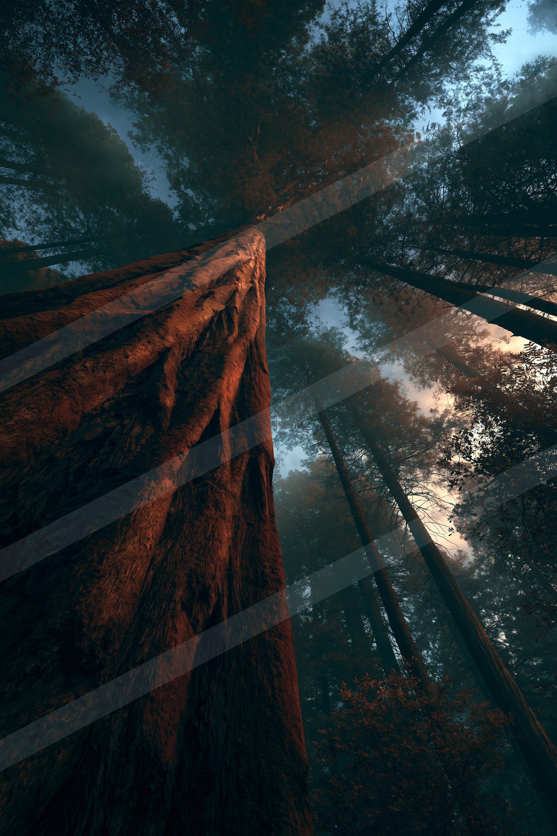 A mysterious high contrast nature scene of a forest, reflection.
