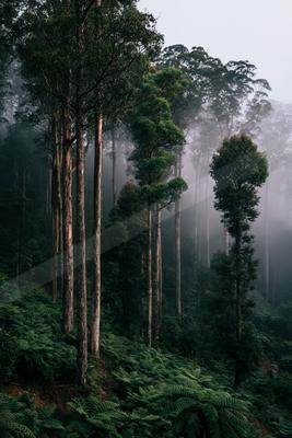 A black-and-white moody nature scene of forest, fog.