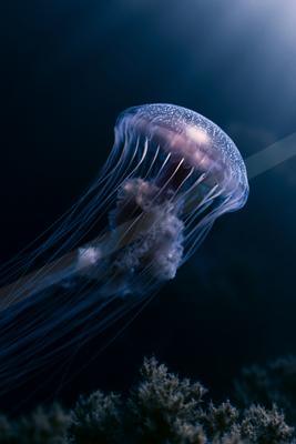 A moody wildlife photo of fish, ocean.