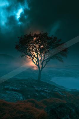 A night nature scene of trees, fog.