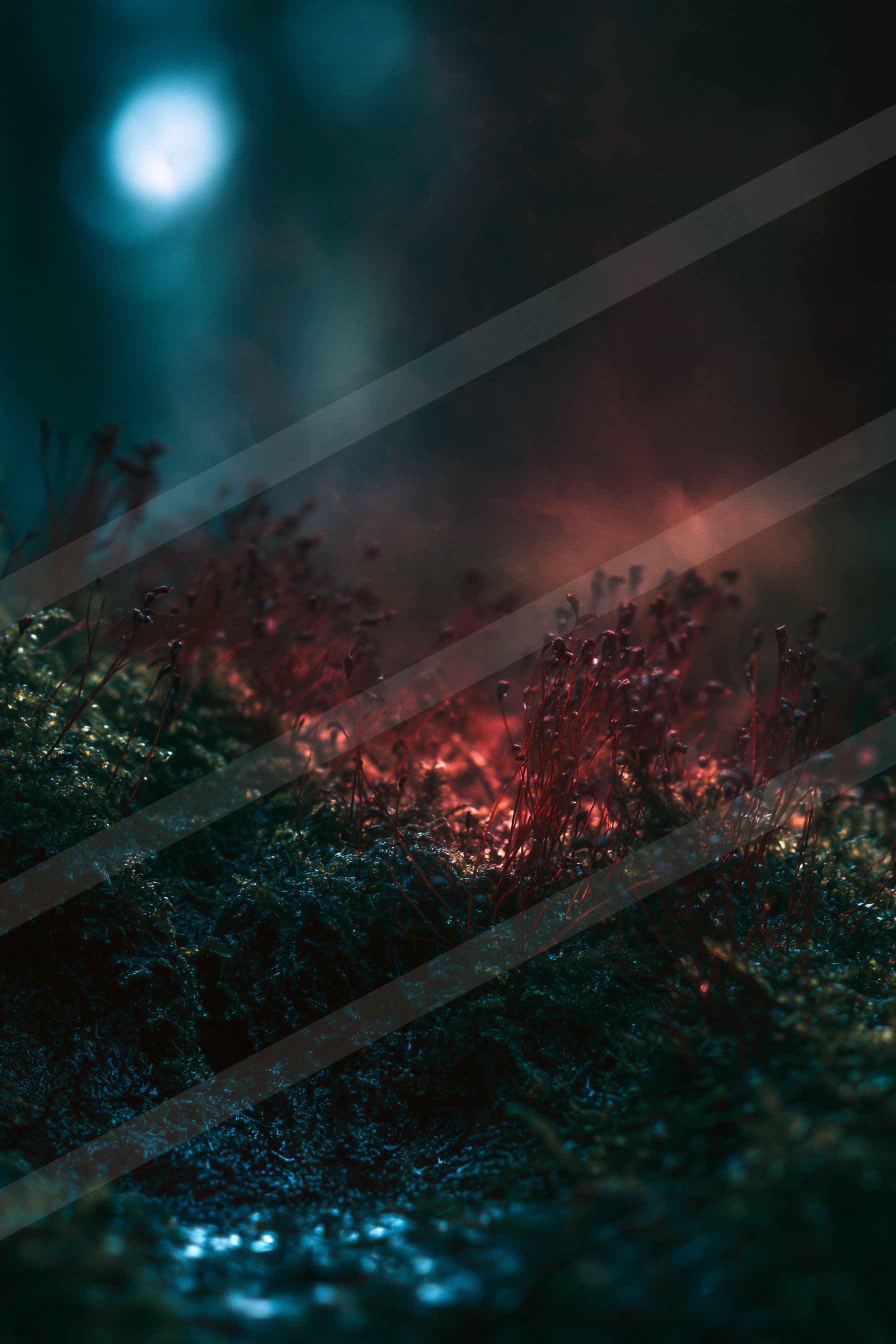 A night soft focus nature scene of a moss, reflection.