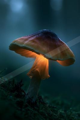 A moody wildlife photo of wildlife.