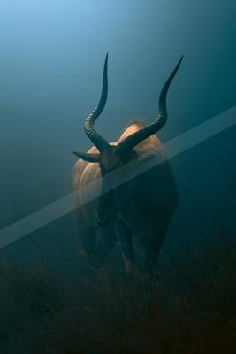 A moody wildlife photo of wildlife, fog.