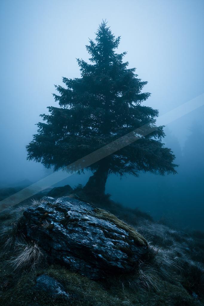 A moody nature scene of trees.