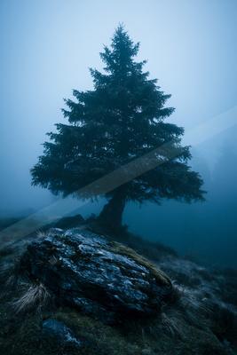 A moody nature scene of trees.