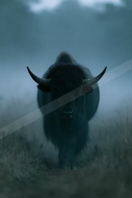 A large American bison with prominent curved horns walks directly toward the camera through a foggy grassy field, creating a dramatic and atmospheric scene.