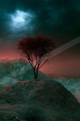 A night nature scene of trees, desert, forest.