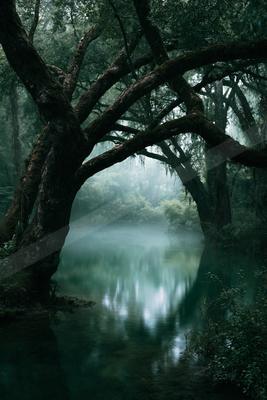 A serene nature scene of trees, forest, river.
