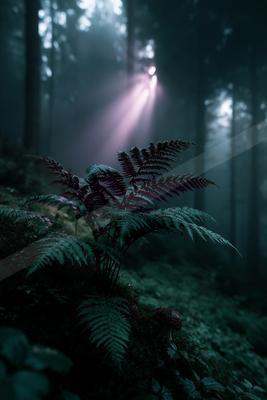 A serene forest path shrouded in mist, illuminated by soft light filtering through the trees.