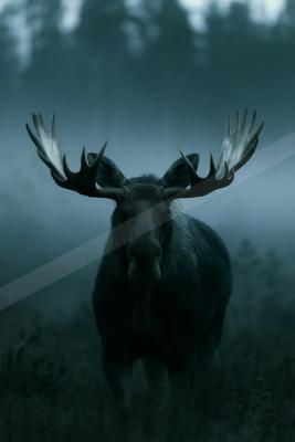 A large moose with impressive palmate antlers stands facing the camera in a foggy, dark forest environment.
