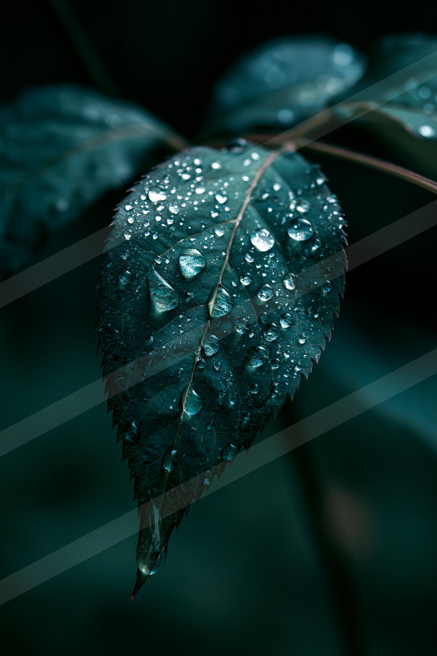 A mysterious macro nature scene of a rose, water drops.