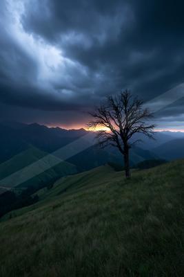 A solitary leafless tree stands on a rolling green hillside under a dramatic stormy sky with a glowing sunset on the horizon.