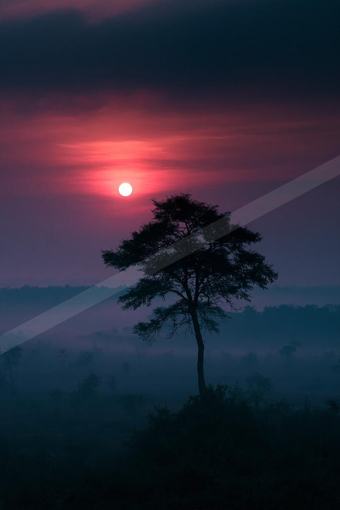 A lone tree stands in silhouette against a dramatic red and purple sunset sky, with a bright sun and layers of fog covering the distant terrain.