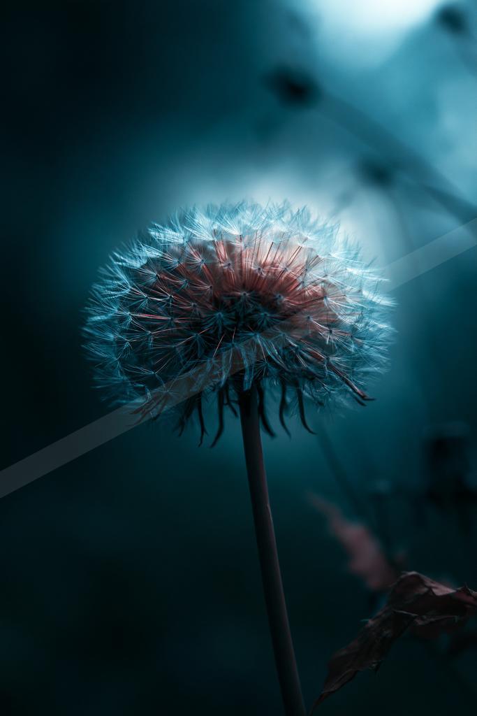 A moody nature scene of flowers.