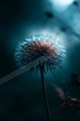 A moody nature scene of flowers.