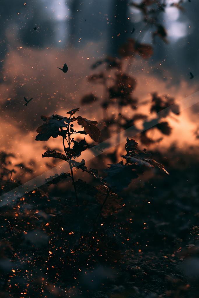 A moody nature scene of flowers.