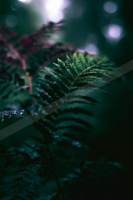 A moody nature scene of plants, forest, trees.
