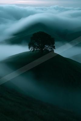 A lone tree stands silhouetted against a sea of mist in a serene mountainous landscape.