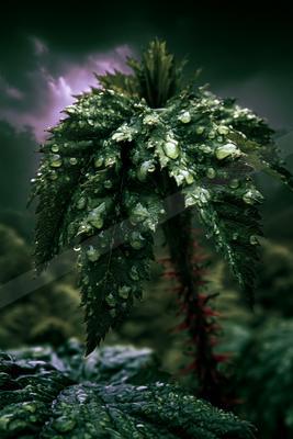 A moody nature scene of forest, plants, trees.
