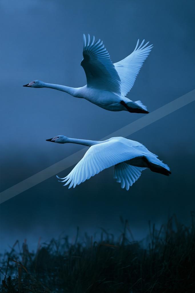 Two white swans with black beaks and black legs fly gracefully with wings spread against a deep blue misty background above dark reeds.