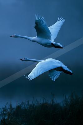 Two white swans with black beaks and black legs fly gracefully with wings spread against a deep blue misty background above dark reeds.