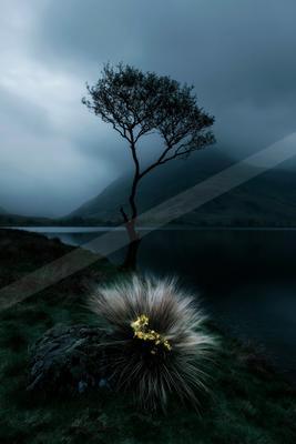 A solitary windswept tree stands on the shore of a calm lake with a large tuft of grass and yellow flowers in the foreground, misty mountains in the background 