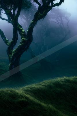 A serene nature scene of trees, forest, field.