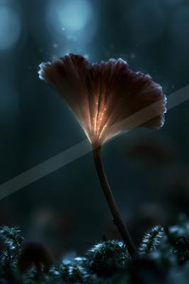 A night macro nature scene of flowers.