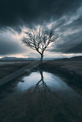 A dramatic minimalist nature scene of trees, reflection.