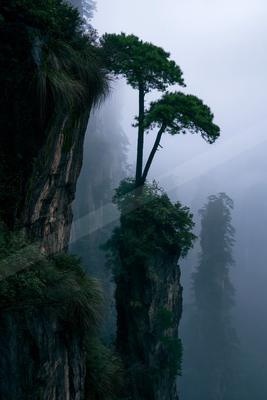 A serene nature scene of forest, trees, mountains.