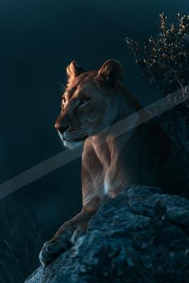 A black-toned moody photograph of lion, cougar, leopard.