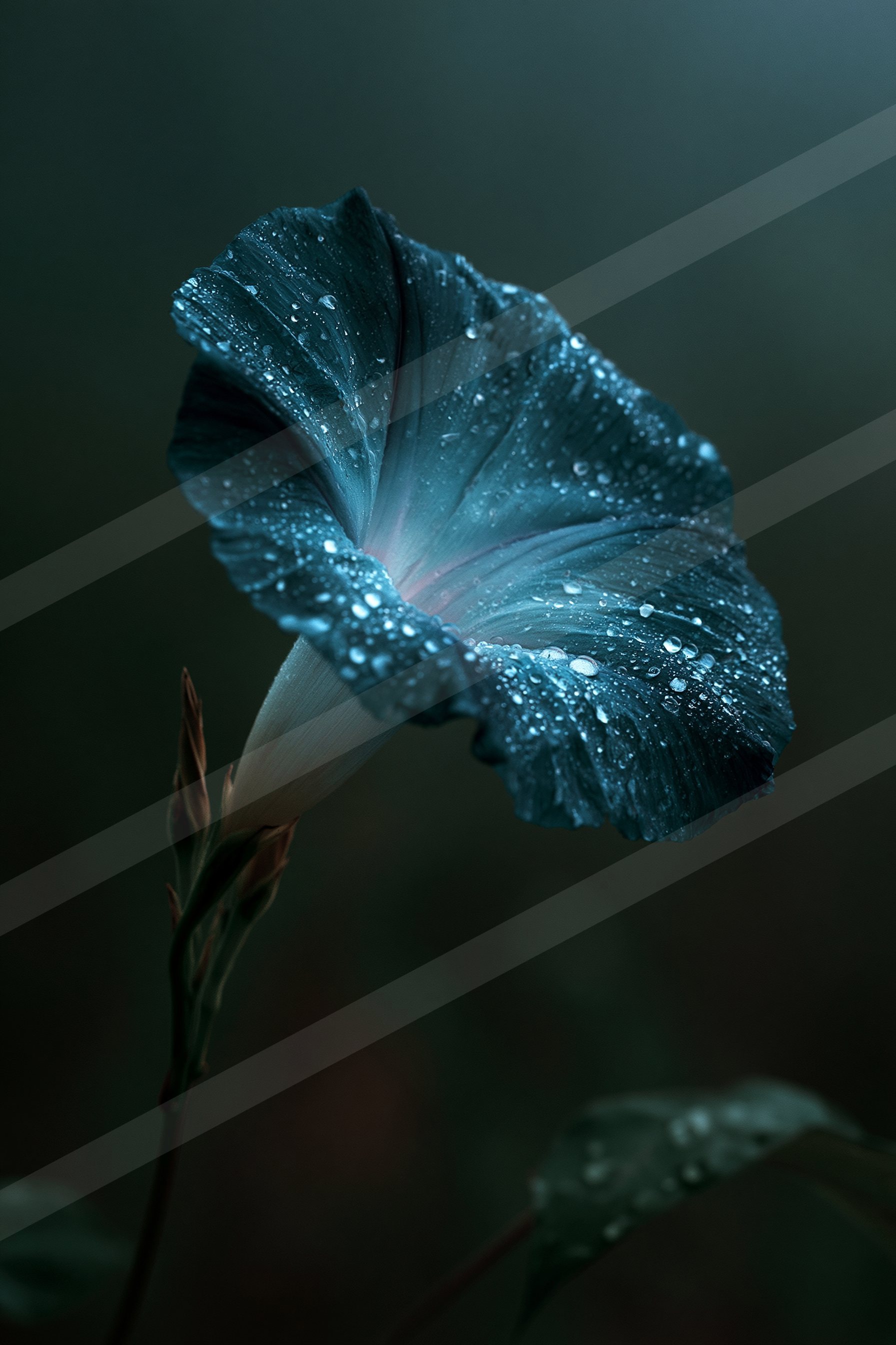 A delicate blue morning glory flower adorned with dew drops against a dark background.