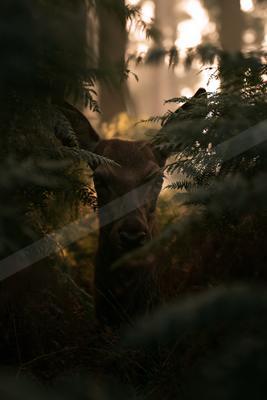 A moody wildlife photo of wildlife, forest.