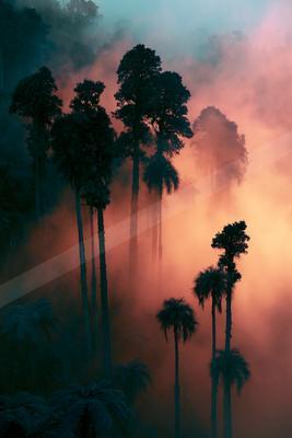 A moody nature scene of trees, forest.