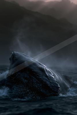 A humpback whale emerges powerfully from the dark ocean water, creating a splash with visible blowhole spray against a misty, mountainous background.