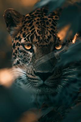 A black-toned moody photograph of leopard, jaguar, tiger.
