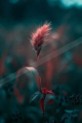 A moody nature scene of flowers.