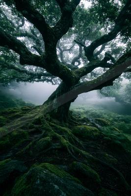 A moody nature scene of trees, forest.