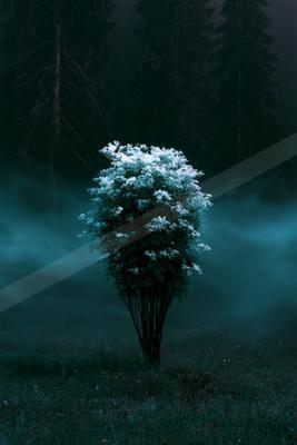 A mysterious nature scene of a maple tree, fog.