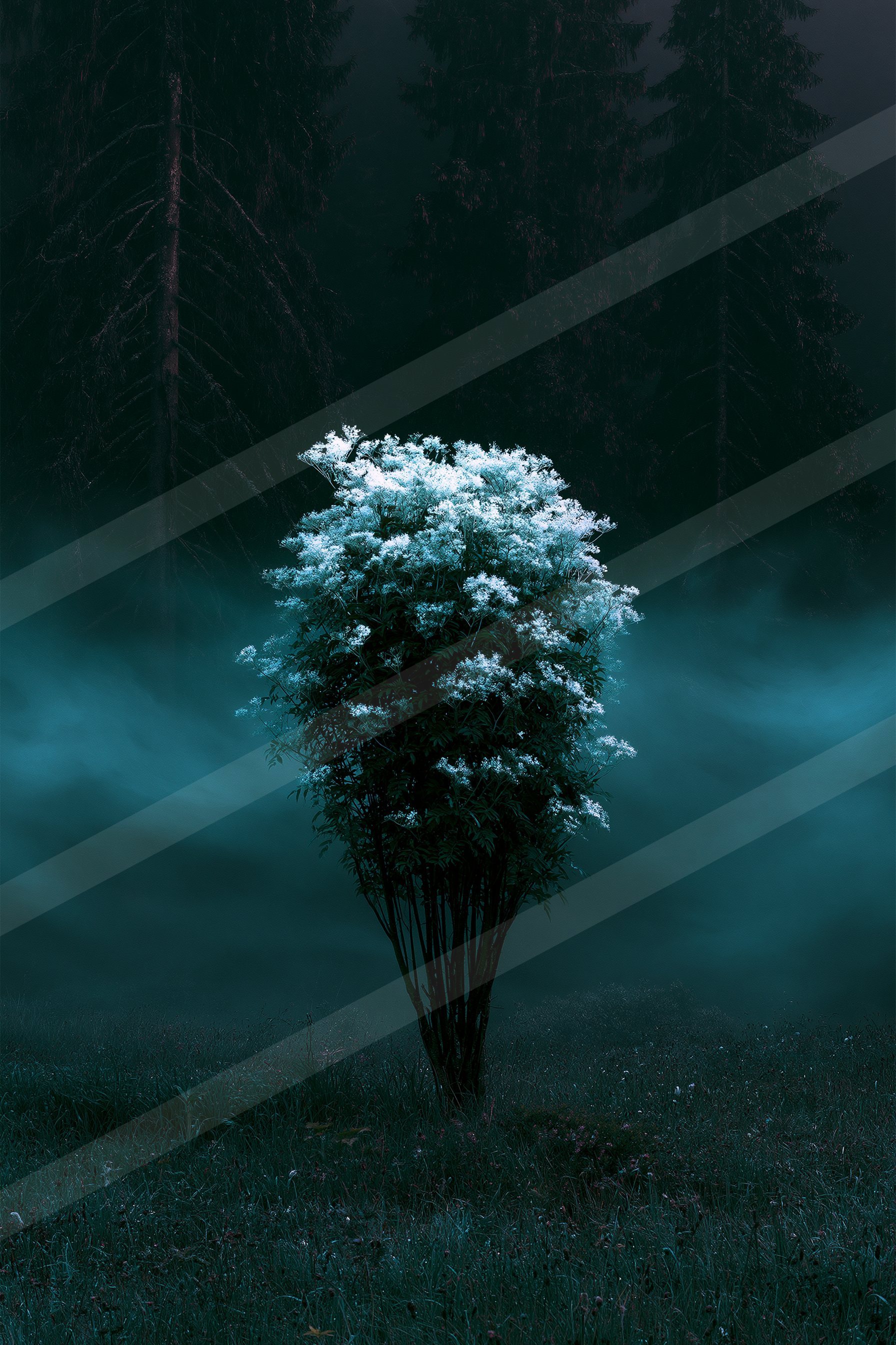 A mysterious nature scene of a maple tree, fog.
