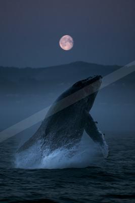 A humpback whale breaches powerfully from the ocean at night, with a large full moon glowing in the dark blue sky above misty hills.