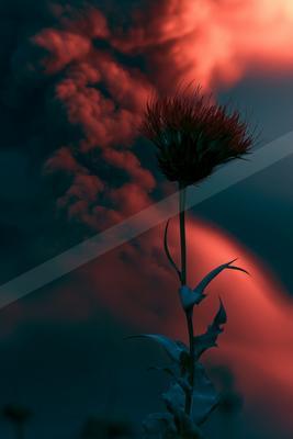 A dramatic minimalist nature scene of flowers, clouds, sunrise.