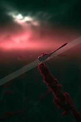 A moody still life of sunset, bird.