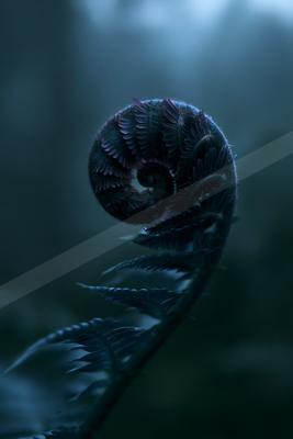 A tightly coiled young fern fiddlehead with dark blue-green and purple hues, covered in fine hairs, set against a blurred misty forest background.